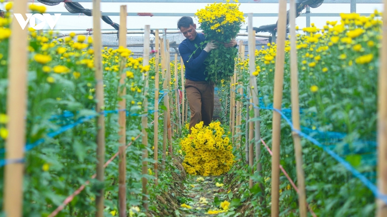 Hanoi flower growers cry out as Tet draws near